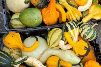 2021 Gourd Harvest from Deer Run Garden