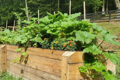 2021 Raised Bed Deer Run Garden